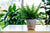 Indoor Boston Fern - Get to Know Stylish Fern Plant