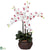 Silk Plants Direct Phalaenopsis - White - Pack of 1