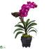 Silk Plants Direct Vanda - Beauty - Pack of 1