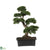 Silk Plants Direct Cedar Bonsai - Green - Pack of 1