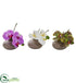 Silk Plants Direct Phalaenopsis Orchid - Pack of 1