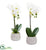 Silk Plants Direct Phalaenopsis Orchid - Pack of 1