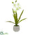 Silk Plants Direct Cymbidium Orchid - Pack of 1