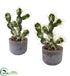 Silk Plants Direct Cactus Potted - Pack of 1