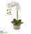 Silk Plants Direct Phalaenopsis Orchid - Pack of 1