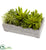 Silk Plants Direct Succulent Garden - Pack of 1