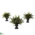 Silk Plants Direct Mixed Fern Bush - Pack of 1