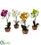 Silk Plants Direct Phalaenopsis Orchid - Pack of 1