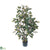 Silk Plants Direct Ficus - Green - Pack of 1