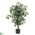 Silk Plants Direct Ficus - Green - Pack of 1