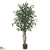 Silk Plants Direct Ficus - Green - Pack of 1