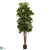 Silk Plants Direct Fiddle Leaf Fig Tree - Pack of 1