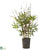 Silk Plants Direct Bamboo Tree - Pack of 1