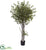 Silk Plants Direct Olive Tree W/3864 Lvs - Pack of 1