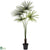 Silk Plants Direct Fan Palm - Pack of 1