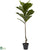 Silk Plants Direct Fiddle Leaf - Pack of 1