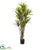 Silk Plants Direct Dracaena - Pack of 1