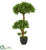 Silk Plants Direct Bonsai Styled Podocarpus Artificial Tree - Pack of 1