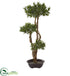 Silk Plants Direct Bonsai Styled Podocarpus Artificial Tree - Pack of 1