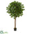 Silk Plants Direct Ficus Artificial Tree - Pack of 1