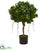 Silk Plants Direct Panda Ficus Artificial Tree - Pack of 1