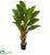 Silk Plants Direct Flowering Travelers Palm Artificial Tree - Pack of 1