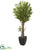 Silk Plants Direct Olive Artificial Tree - Pack of 1