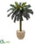 Silk Plants Direct Sago Palm Artificial Tree - Pack of 1