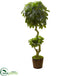 Silk Plants Direct Schefflera Artificial Tree - Pack of 1