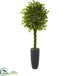 Silk Plants Direct Braided Ficus Artificial Tree - Pack of 1