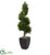 Silk Plants Direct Cypress Spiral Artificial Tree - Pack of 1