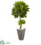 Silk Plants Direct Schefflera Artificial Tree - Pack of 1