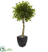 Silk Plants Direct Ficus Artificial Tree - Pack of 1