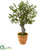 Silk Plants Direct Olive Artificial Tree - Pack of 1