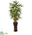 Silk Plants Direct Bamboo Tree - Pack of 1