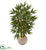 Silk Plants Direct Bamboo Tree - Pack of 1