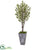 Silk Plants Direct Olive Tree - Pack of 1