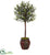 Silk Plants Direct Olive Topiary Tree - Pack of 1