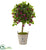 Silk Plants Direct Fuschia Artificial Tree - Pack of 1