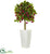 Silk Plants Direct Fuschia Artificial Tree - Pack of 1