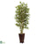 Silk Plants Direct Bamboo Tree - Pack of 1