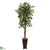 Silk Plants Direct Ficus - Pack of 1