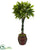 Silk Plants Direct Money Tree - Pack of 1