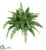 Silk Plants Direct Boston Fern - Pack of 1