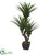 Silk Plants Direct Dracaena Artificial Plant - Pack of 1