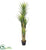 Silk Plants Direct Dracaena Artificial Plant - Pack of 1