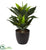 Silk Plants Direct Agave Artificial Plant - Pack of 1