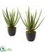 Silk Plants Direct Aloe Artificial Plant - Pack of 1