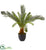 Silk Plants Direct Cycas Artificial Plant - Pack of 1