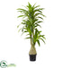 Silk Plants Direct Dracaena Artificial Plant - Pack of 1